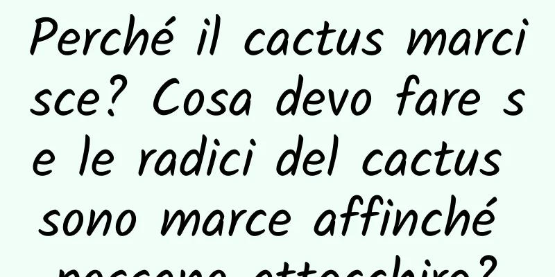Perché il cactus marcisce? Cosa devo fare se le radici del cactus sono marce affinché possano attecchire?