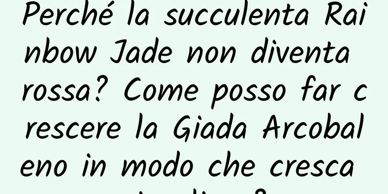 Perché la succulenta Rainbow Jade non diventa rossa? Come posso far crescere la Giada Arcobaleno in modo che cresca rigogliosa?