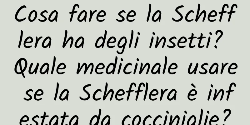 Cosa fare se la Schefflera ha degli insetti? Quale medicinale usare se la Schefflera è infestata da cocciniglie?