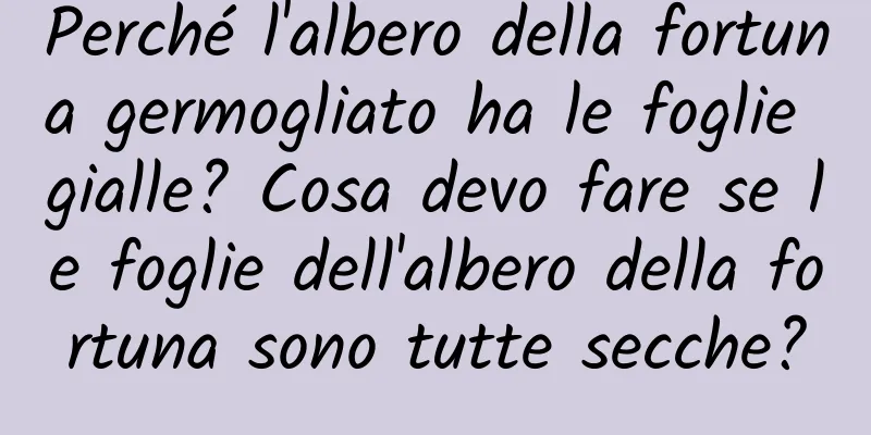 Perché l'albero della fortuna germogliato ha le foglie gialle? Cosa devo fare se le foglie dell'albero della fortuna sono tutte secche?