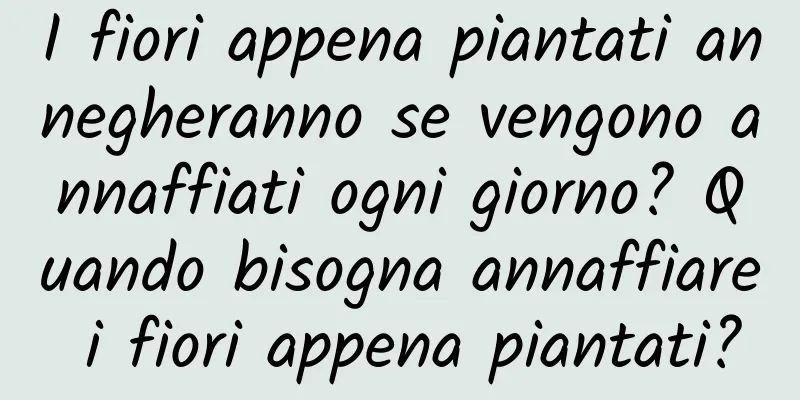 I fiori appena piantati annegheranno se vengono annaffiati ogni giorno? Quando bisogna annaffiare i fiori appena piantati?