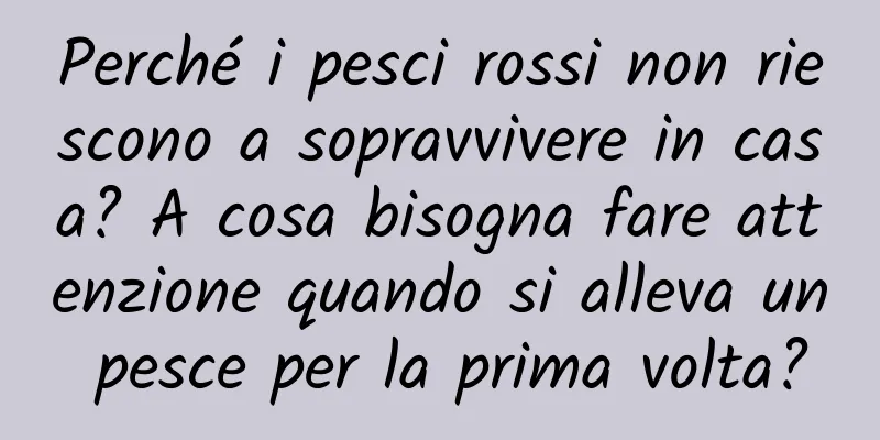 Perché i pesci rossi non riescono a sopravvivere in casa? A cosa bisogna fare attenzione quando si alleva un pesce per la prima volta?