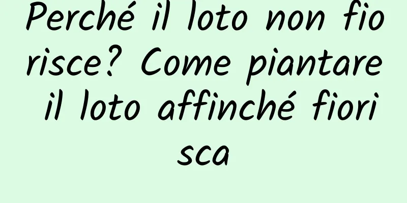 Perché il loto non fiorisce? Come piantare il loto affinché fiorisca