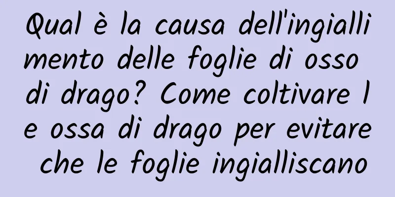 Qual è la causa dell'ingiallimento delle foglie di osso di drago? Come coltivare le ossa di drago per evitare che le foglie ingialliscano