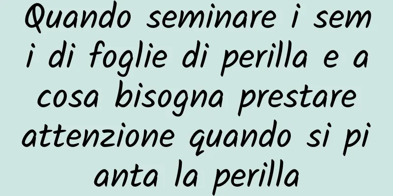 Quando seminare i semi di foglie di perilla e a cosa bisogna prestare attenzione quando si pianta la perilla