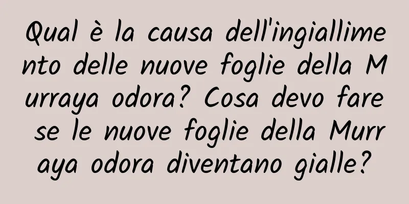 Qual è la causa dell'ingiallimento delle nuove foglie della Murraya odora? Cosa devo fare se le nuove foglie della Murraya odora diventano gialle?