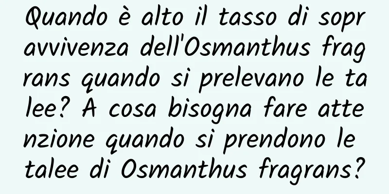 Quando è alto il tasso di sopravvivenza dell'Osmanthus fragrans quando si prelevano le talee? A cosa bisogna fare attenzione quando si prendono le talee di Osmanthus fragrans?