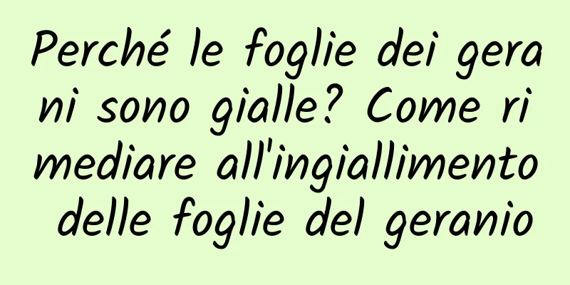 Perché le foglie dei gerani sono gialle? Come rimediare all'ingiallimento delle foglie del geranio