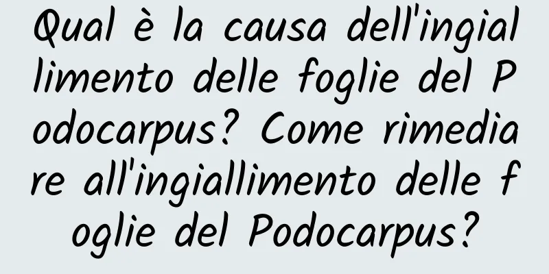 Qual è la causa dell'ingiallimento delle foglie del Podocarpus? Come rimediare all'ingiallimento delle foglie del Podocarpus?