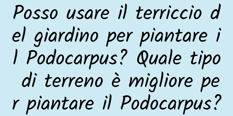 Posso usare il terriccio del giardino per piantare il Podocarpus? Quale tipo di terreno è migliore per piantare il Podocarpus?
