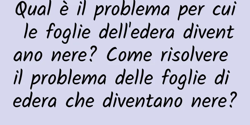 Qual è il problema per cui le foglie dell'edera diventano nere? Come risolvere il problema delle foglie di edera che diventano nere?
