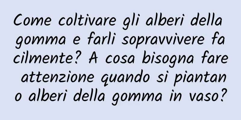 Come coltivare gli alberi della gomma e farli sopravvivere facilmente? A cosa bisogna fare attenzione quando si piantano alberi della gomma in vaso?