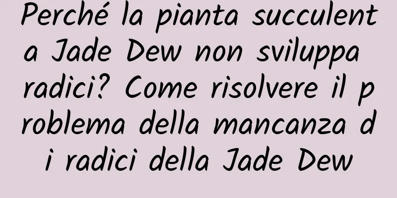 Perché la pianta succulenta Jade Dew non sviluppa radici? Come risolvere il problema della mancanza di radici della Jade Dew