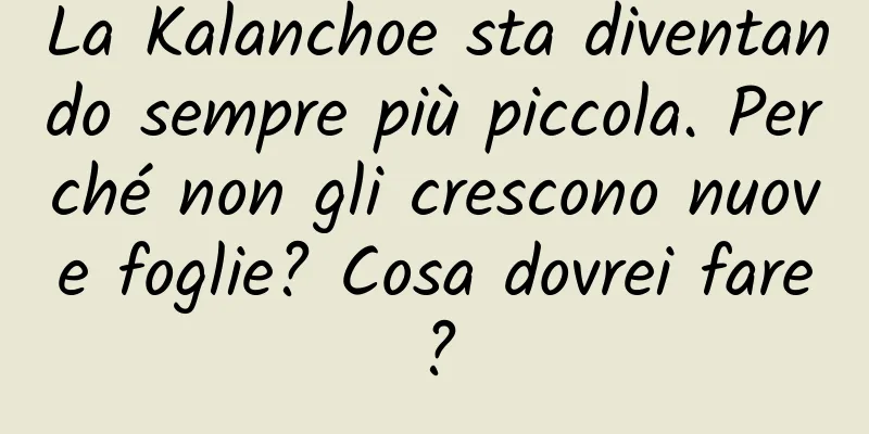 La Kalanchoe sta diventando sempre più piccola. Perché non gli crescono nuove foglie? Cosa dovrei fare?