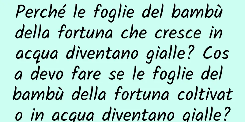Perché le foglie del bambù della fortuna che cresce in acqua diventano gialle? Cosa devo fare se le foglie del bambù della fortuna coltivato in acqua diventano gialle?