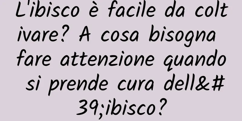 L'ibisco è facile da coltivare? A cosa bisogna fare attenzione quando si prende cura dell'ibisco?