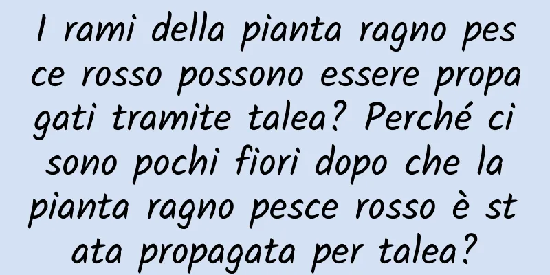 I rami della pianta ragno pesce rosso possono essere propagati tramite talea? Perché ci sono pochi fiori dopo che la pianta ragno pesce rosso è stata propagata per talea?