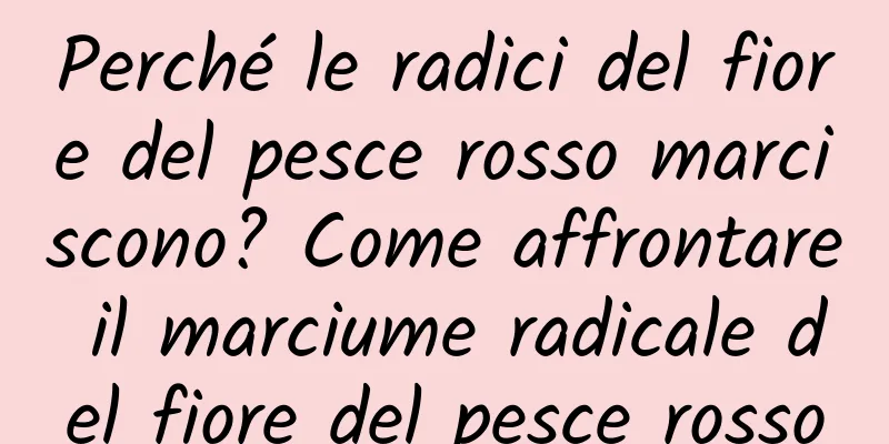 Perché le radici del fiore del pesce rosso marciscono? Come affrontare il marciume radicale del fiore del pesce rosso