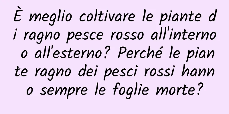 È meglio coltivare le piante di ragno pesce rosso all'interno o all'esterno? Perché le piante ragno dei pesci rossi hanno sempre le foglie morte?