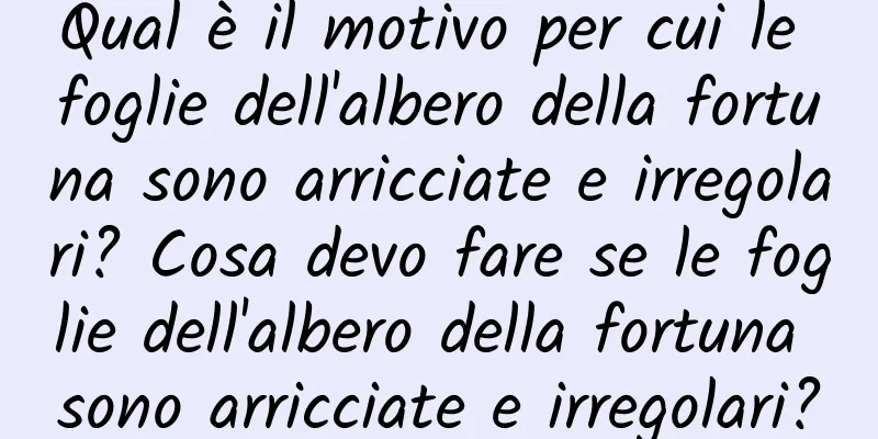Qual è il motivo per cui le foglie dell'albero della fortuna sono arricciate e irregolari? Cosa devo fare se le foglie dell'albero della fortuna sono arricciate e irregolari?