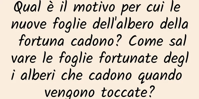 Qual è il motivo per cui le nuove foglie dell'albero della fortuna cadono? Come salvare le foglie fortunate degli alberi che cadono quando vengono toccate?