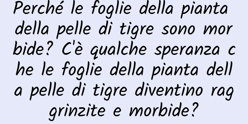 Perché le foglie della pianta della pelle di tigre sono morbide? C'è qualche speranza che le foglie della pianta della pelle di tigre diventino raggrinzite e morbide?