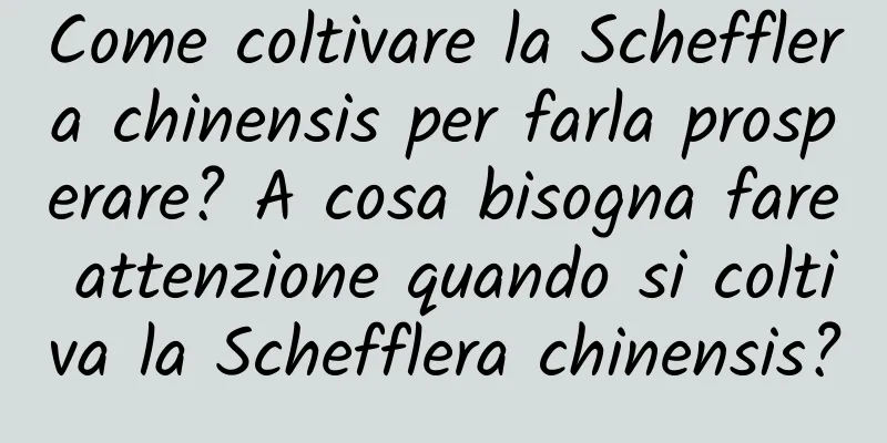 Come coltivare la Schefflera chinensis per farla prosperare? A cosa bisogna fare attenzione quando si coltiva la Schefflera chinensis?