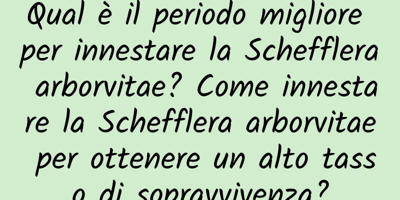 Qual è il periodo migliore per innestare la Schefflera arborvitae? Come innestare la Schefflera arborvitae per ottenere un alto tasso di sopravvivenza?