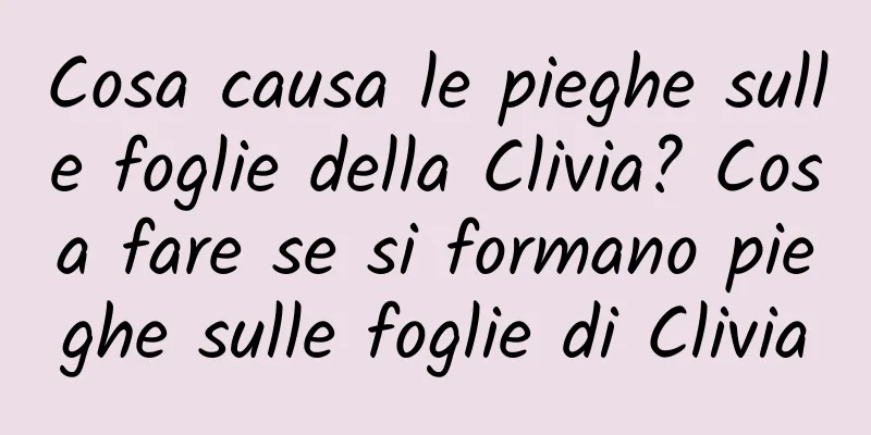 Cosa causa le pieghe sulle foglie della Clivia? Cosa fare se si formano pieghe sulle foglie di Clivia