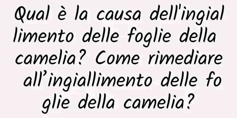Qual è la causa dell'ingiallimento delle foglie della camelia? Come rimediare all’ingiallimento delle foglie della camelia?