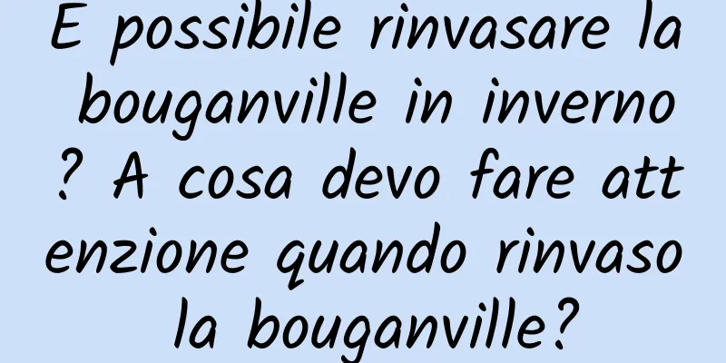 È possibile rinvasare la bouganville in inverno? A cosa devo fare attenzione quando rinvaso la bouganville?