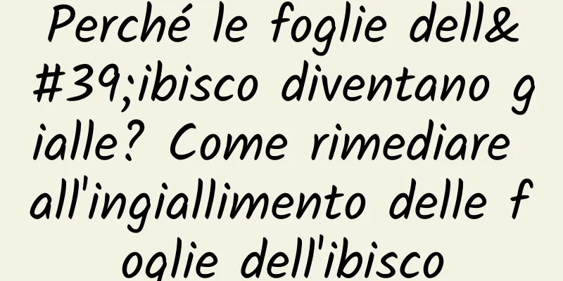 Perché le foglie dell'ibisco diventano gialle? Come rimediare all'ingiallimento delle foglie dell'ibisco