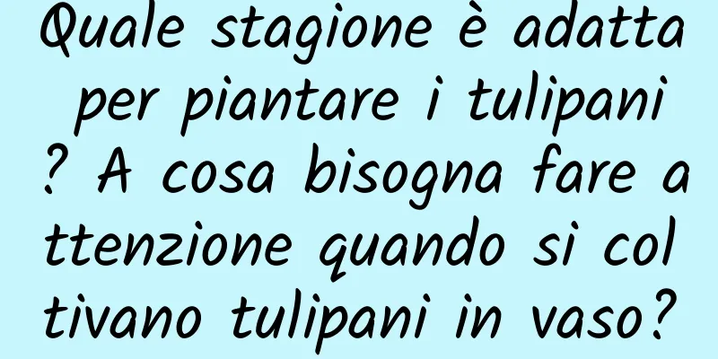 Quale stagione è adatta per piantare i tulipani? A cosa bisogna fare attenzione quando si coltivano tulipani in vaso?