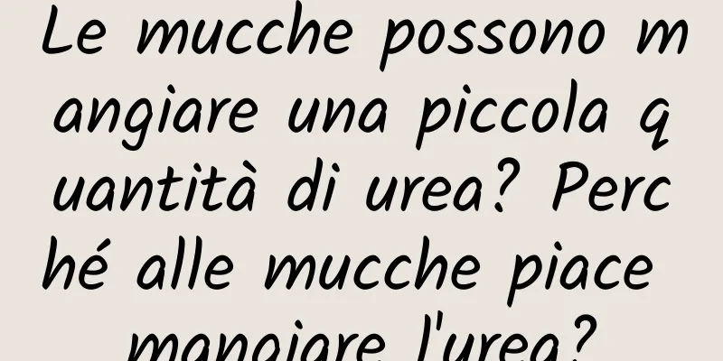Le mucche possono mangiare una piccola quantità di urea? Perché alle mucche piace mangiare l'urea?