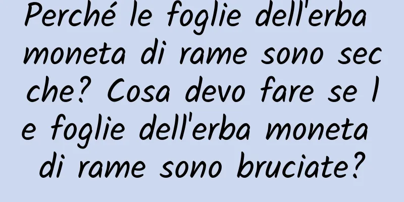 Perché le foglie dell'erba moneta di rame sono secche? Cosa devo fare se le foglie dell'erba moneta di rame sono bruciate?