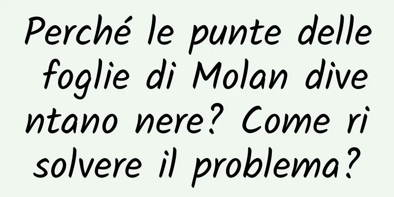 Perché le punte delle foglie di Molan diventano nere? Come risolvere il problema?