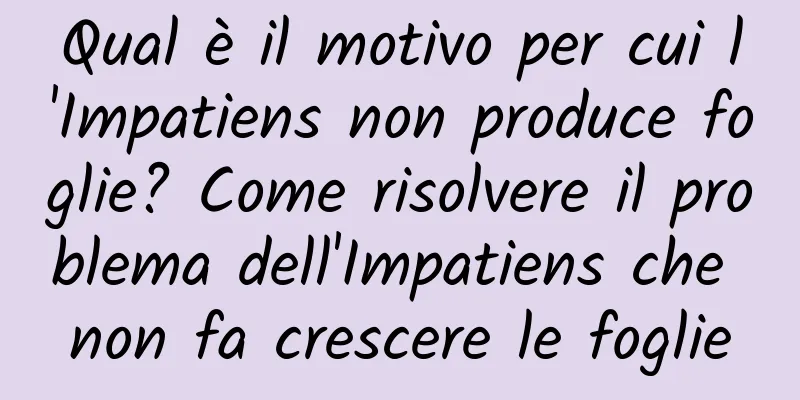 Qual è il motivo per cui l'Impatiens non produce foglie? Come risolvere il problema dell'Impatiens che non fa crescere le foglie