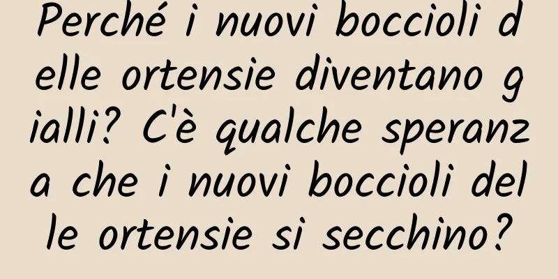 Perché i nuovi boccioli delle ortensie diventano gialli? C'è qualche speranza che i nuovi boccioli delle ortensie si secchino?