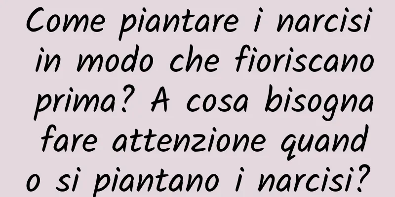 Come piantare i narcisi in modo che fioriscano prima? A cosa bisogna fare attenzione quando si piantano i narcisi?