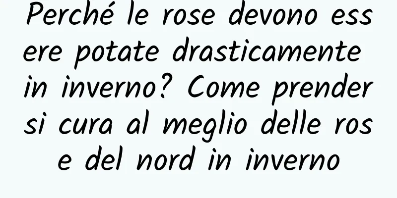 Perché le rose devono essere potate drasticamente in inverno? Come prendersi cura al meglio delle rose del nord in inverno