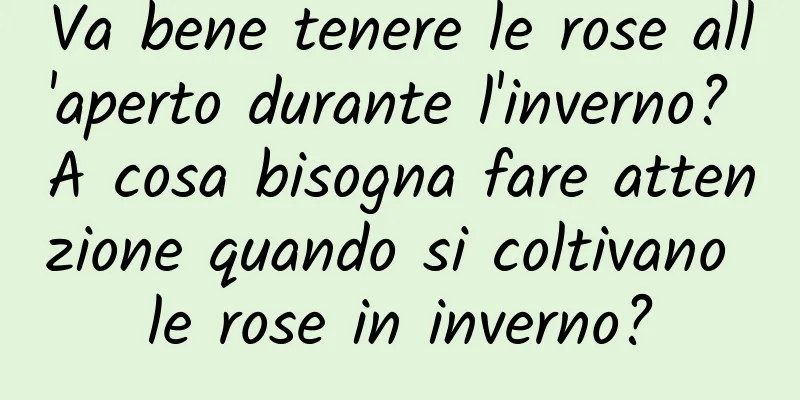 Va bene tenere le rose all'aperto durante l'inverno? A cosa bisogna fare attenzione quando si coltivano le rose in inverno?