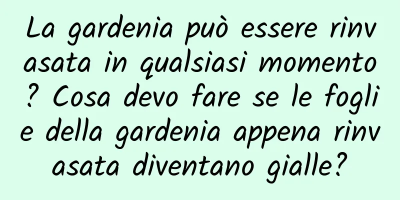 La gardenia può essere rinvasata in qualsiasi momento? Cosa devo fare se le foglie della gardenia appena rinvasata diventano gialle?