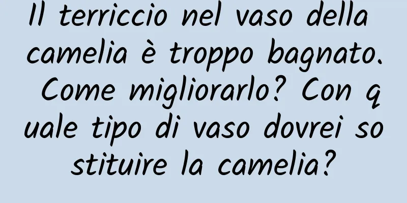 Il terriccio nel vaso della camelia è troppo bagnato. Come migliorarlo? Con quale tipo di vaso dovrei sostituire la camelia?