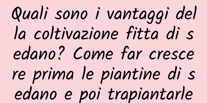 Quali sono i vantaggi della coltivazione fitta di sedano? Come far crescere prima le piantine di sedano e poi trapiantarle