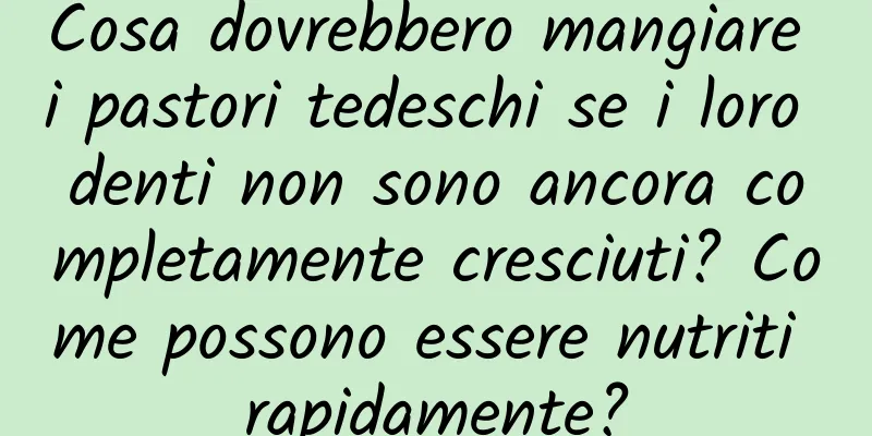 Cosa dovrebbero mangiare i pastori tedeschi se i loro denti non sono ancora completamente cresciuti? Come possono essere nutriti rapidamente?