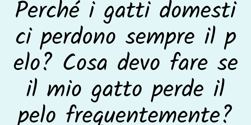Perché i gatti domestici perdono sempre il pelo? Cosa devo fare se il mio gatto perde il pelo frequentemente?