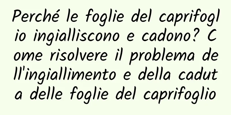 Perché le foglie del caprifoglio ingialliscono e cadono? Come risolvere il problema dell'ingiallimento e della caduta delle foglie del caprifoglio
