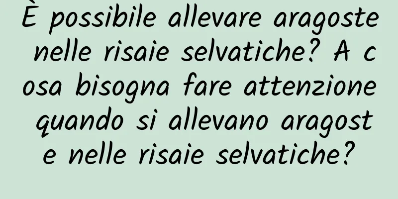 È possibile allevare aragoste nelle risaie selvatiche? A cosa bisogna fare attenzione quando si allevano aragoste nelle risaie selvatiche?