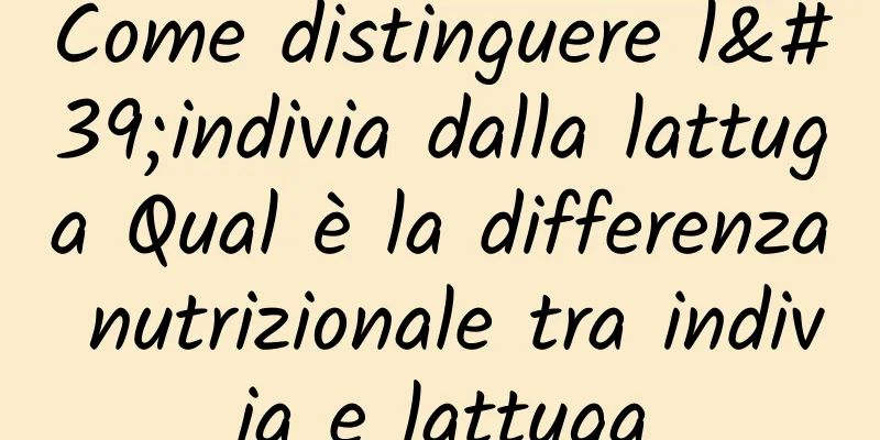 Come distinguere l'indivia dalla lattuga Qual è la differenza nutrizionale tra indivia e lattuga