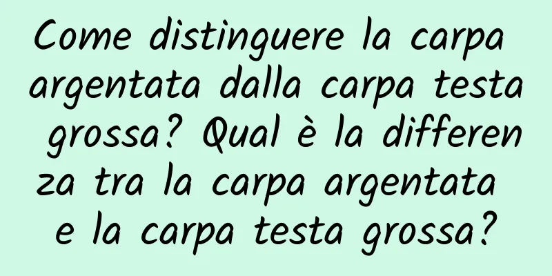 Come distinguere la carpa argentata dalla carpa testa grossa? Qual è la differenza tra la carpa argentata e la carpa testa grossa?
